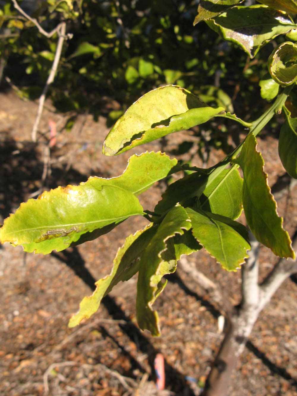            Sun leaves (Winter Haven, FL)   
